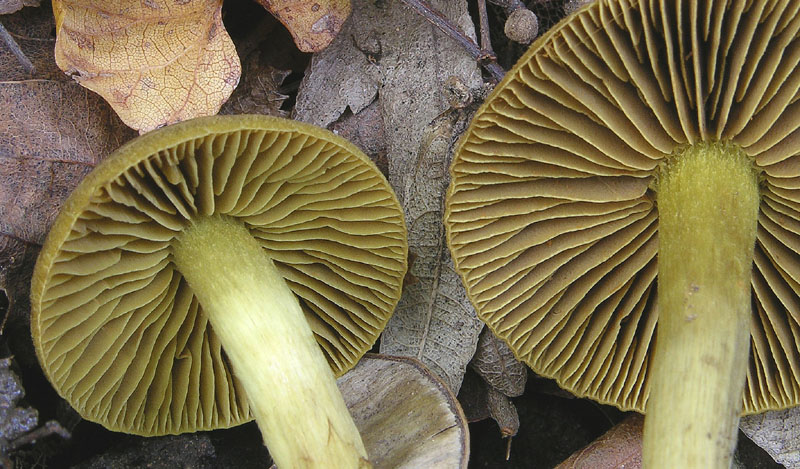 Cortinarius olivaceofuscus